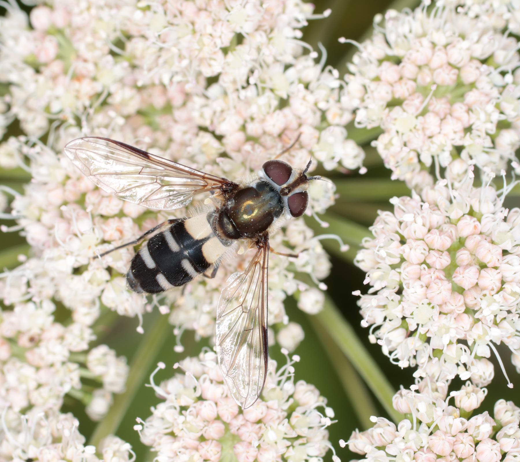 Syrphidae: Leucozona laternaria
